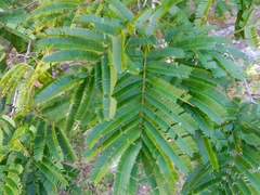 Albizia niopoides
