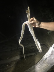 Masticophis fuliginosus
