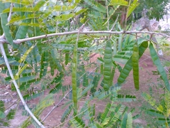 Albizia niopoides