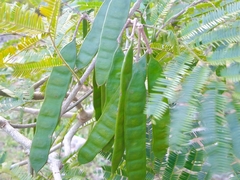 Albizia niopoides