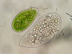 Paramecium bursaria