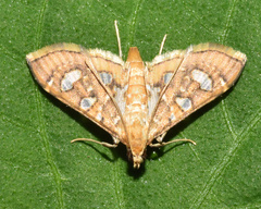 Glyphodella flavibrunnea