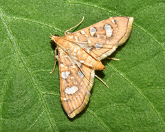 Glyphodella flavibrunnea