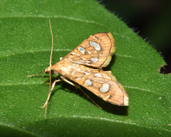 Glyphodella flavibrunnea