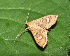 Glyphodella flavibrunnea