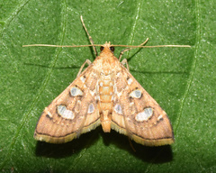 Glyphodella flavibrunnea
