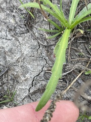 Deinandra fasciculata