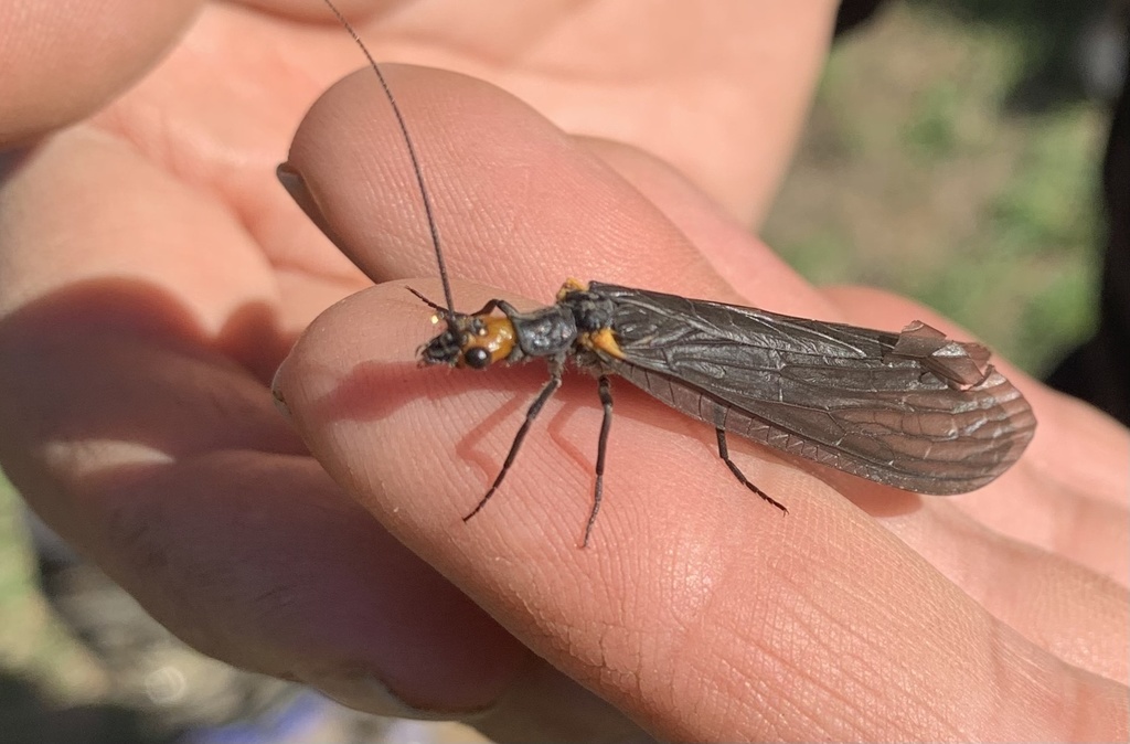 Protochauliodes humeralis