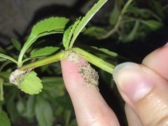 Penthesilea difficilis