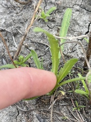 Deinandra fasciculata