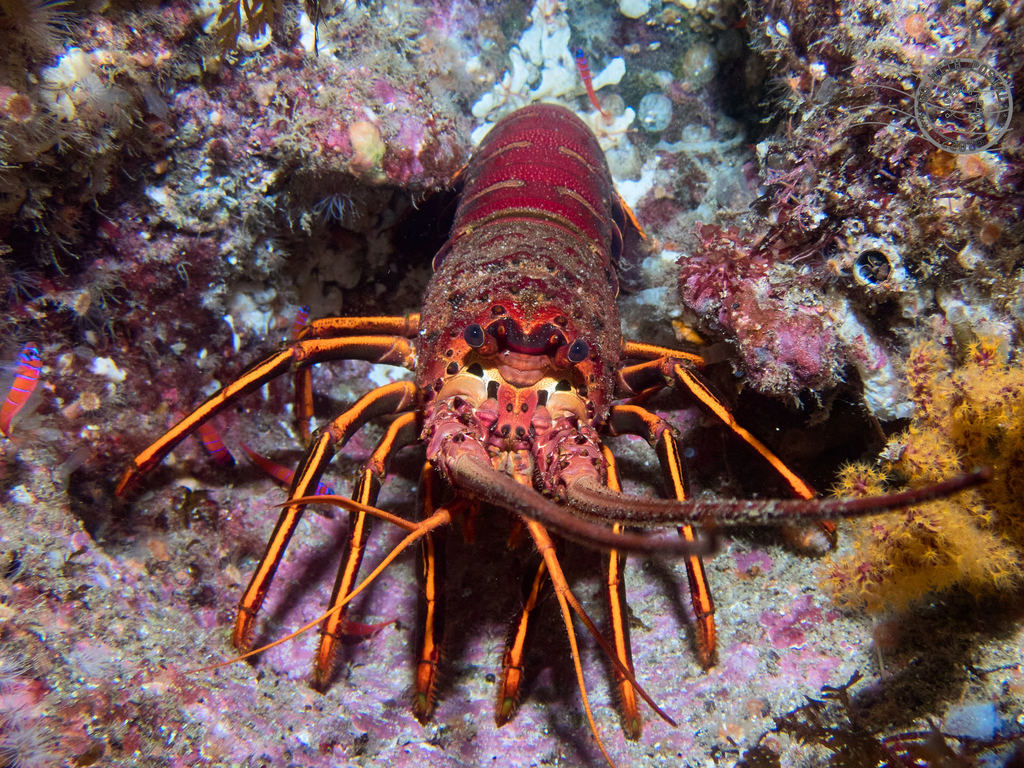 Typical Spiny Lobsters