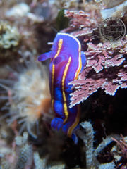 Felimida macfarlandi