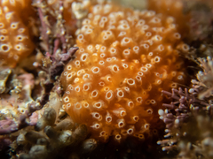 Aplidium benhami