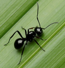Polyrhachis robsoni