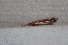 Psychoglypha bella