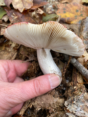 Russula vinacea