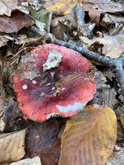 Russula vinacea