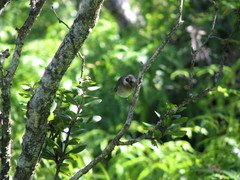 Chasiempis sclateri