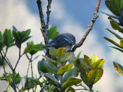 Chasiempis sclateri