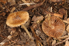 Inocybe margaritispora