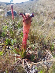 Puya exigua
