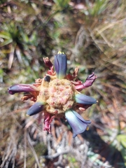 Puya exigua