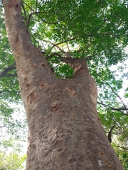 Albizia niopoides