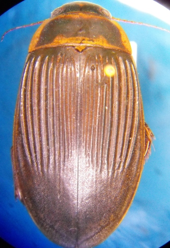 Hatch's Predaceous Diving Beetle
