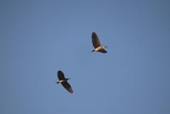 Nycticorax nycticorax
