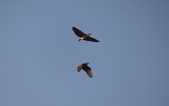 Nycticorax nycticorax