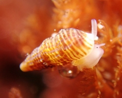 Exaesopus subturritus