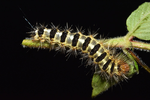 Spilosoma leighi · iNaturalist