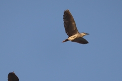 Nycticorax nycticorax
