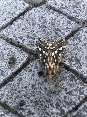 Lophocampa argentata