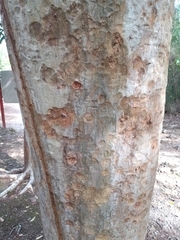 Albizia niopoides