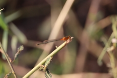 Ischnura senegalensis