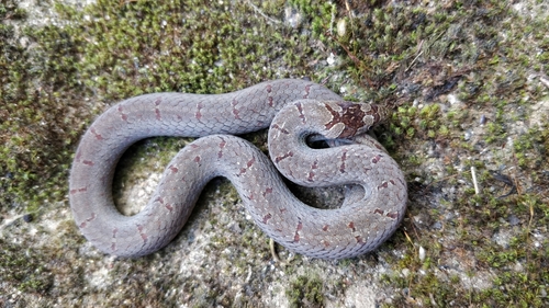 Malabar Brown Kukri Snake