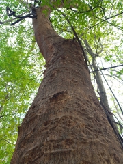 Albizia niopoides