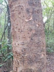 Albizia niopoides