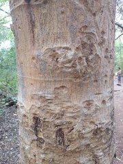 Albizia niopoides