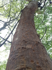 Albizia niopoides