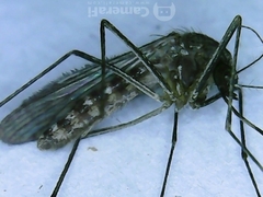 Culex tarsalis