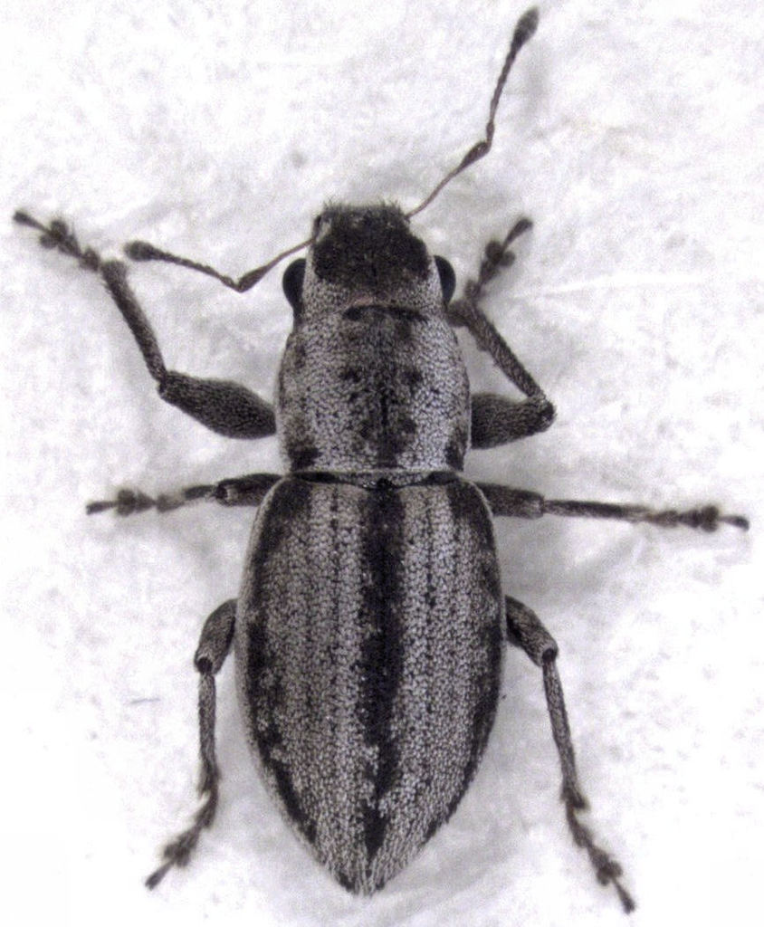 Atrichonotus