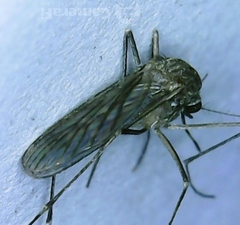 Culex tarsalis