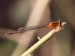 Ischnura senegalensis