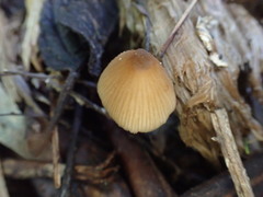 Entoloma aromaticum
