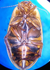 Dytiscus hatchi