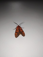 Elysius