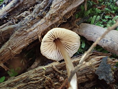 Entoloma aromaticum