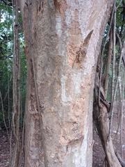 Albizia niopoides